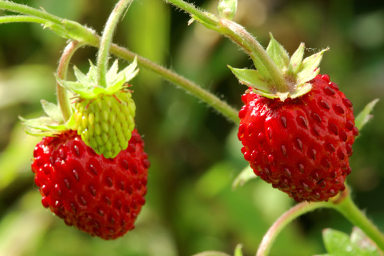 wild-strawberries